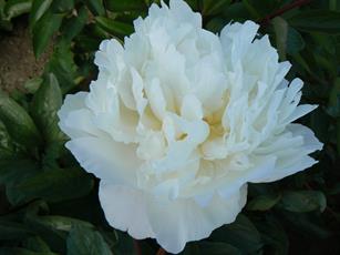 Paeonia Amalia Olson